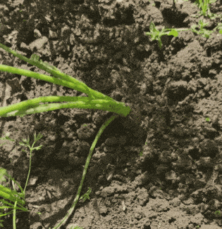 a plant is growing out of the soil and has a green stem