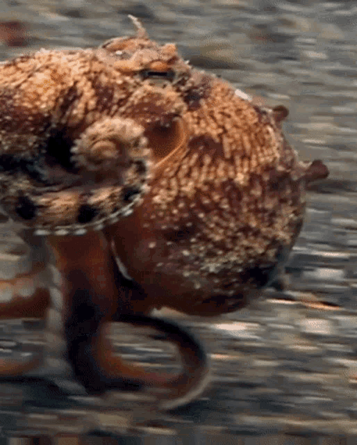 a close up of an octopus with a blurred background