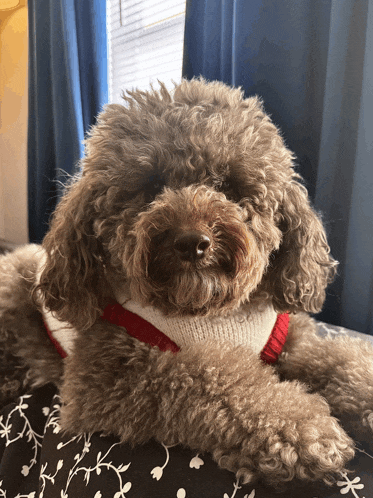 a brown poodle wearing a red and white sweater laying on a bed
