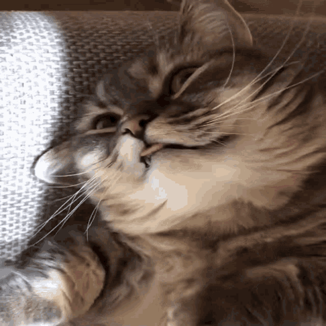 a cat with its tongue hanging out is laying on a couch