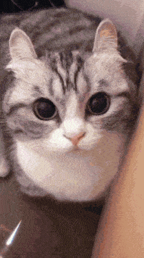 a close up of a cat 's face with big eyes