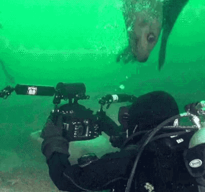 a scuba diver is taking a picture of a seal underwater