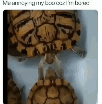 a group of turtles are sitting next to each other in a container .