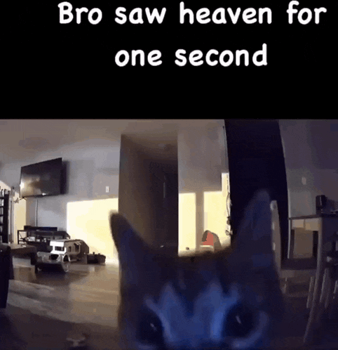a cat is looking at the camera with the caption bro saw heaven for one second ..