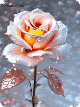 a close up of a rose with the name smwichna at the bottom
