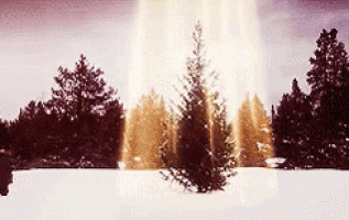a christmas tree is in the middle of a snowy field