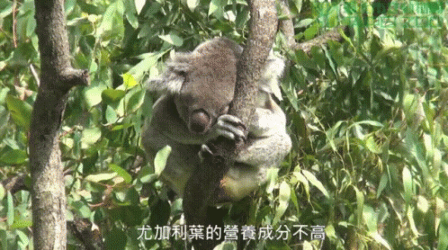 無尾熊愛睡覺 Koala Loves To Nap GIF - 睡覺打盹sleept Sleep Nap Doze Off GIFs