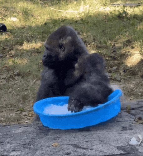 a gorilla is sitting in a blue bowl of ice