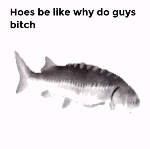 a fish with the words hoes be like why do guys bitch