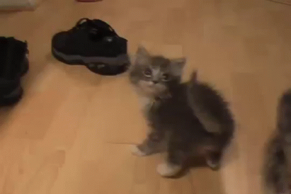 Meow Meow Meow GIF - Cat Kitten Kitty GIFs