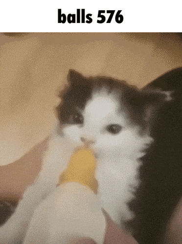 a black and white kitten drinking from a bottle with the words balls 576 below it