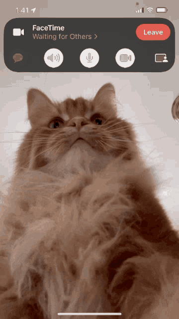 Facetime Cats GIF - Facetime Cats Theoreocat GIFs