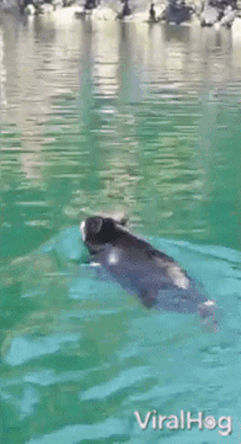 Black Bear Viralhog GIF - Black Bear Viralhog Swimming GIFs