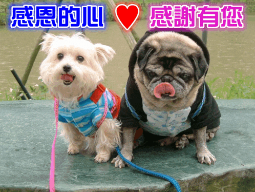 two dogs are sitting next to each other with a heart and chinese characters above them