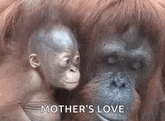 a baby orangutan is sitting on a mother 's lap .