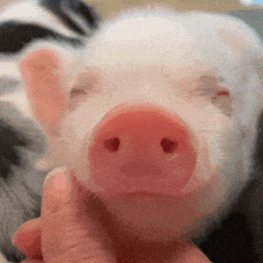 a close up of a pig 's nose being held by a person