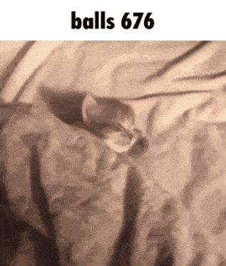 a kitten is sleeping on a blanket with the words `` balls 676 '' written above it .