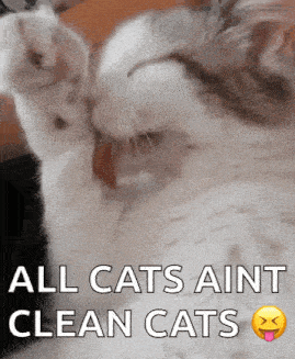 Galak Cat GIF - Galak Cat Cute GIFs