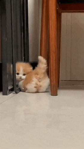 a small orange and white kitten is sitting on the floor next to a wooden stool .