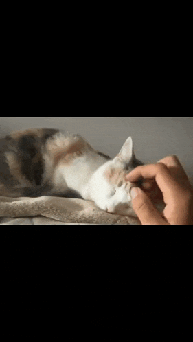 Cat Millycat GIF - Cat Millycat Cute GIFs