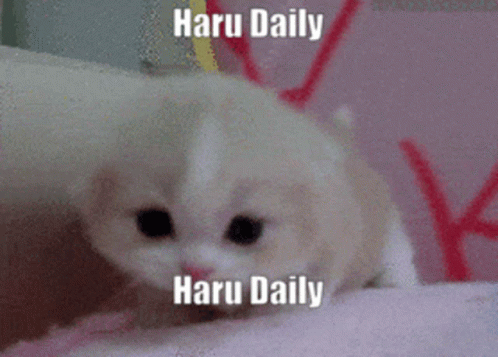 Haru Daily GIF - Haru Daily Haru Okumura GIFs