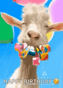 a goat is holding balloons in its mouth and wearing a birthday necklace .