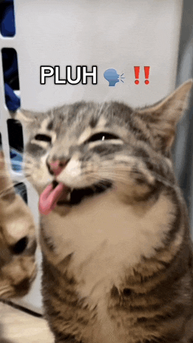 a cat is sticking its tongue out with the word pluh written above it