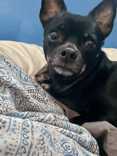 a small black dog laying on a blanket with a blue and white pattern