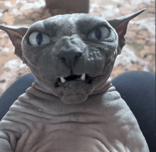 a hairless cat with a very strange face
