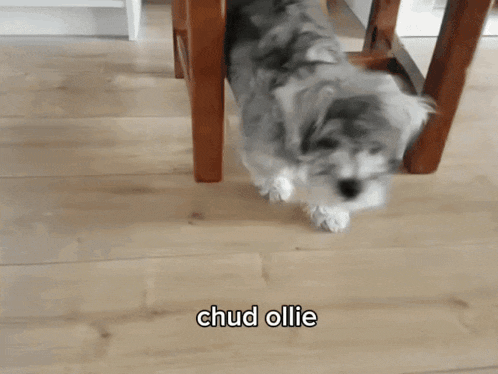 a dog is running with the words chud ollie written on the bottom