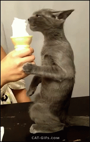 Cat Icecream GIF - Cat Icecream GIFs