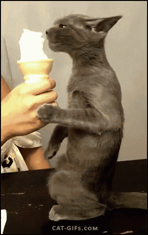 a cat standing on its hind legs eating an ice cream cone from a person 's hand