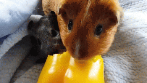 Hungry Hungry GIF - Guinea Pigs Hungry GIFs