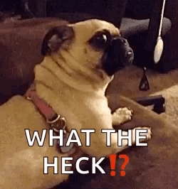 Omg What The Heck GIF - Omg What The Heck Funny Animals GIFs