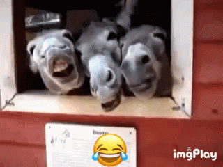 Mdr Laugh GIF - Mdr Laugh Donkeys GIFs