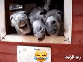 three donkeys sticking their heads out of a window next to a sign that says img play