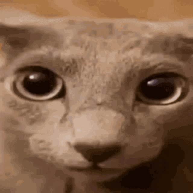 a close up of a cat 's face looking at the camera with big eyes .