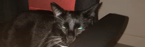 Paws Cat GIF - Paws Cat Unreal GIFs