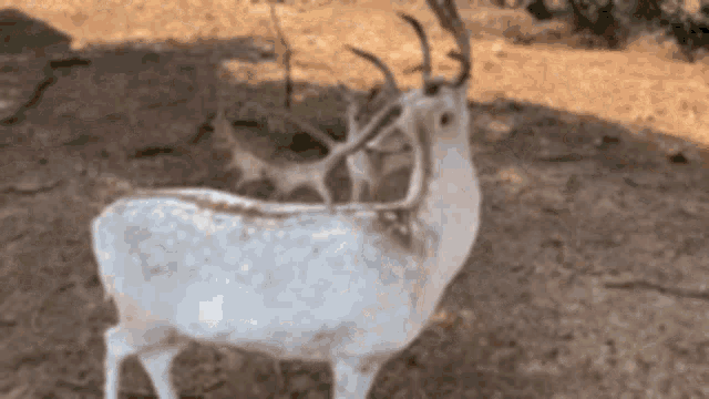 Deer Scratch GIF - Deer Scratch Head GIFs