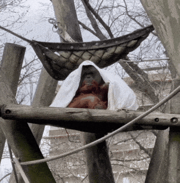a monkey is sitting in a hammock with a white cloth covering its head