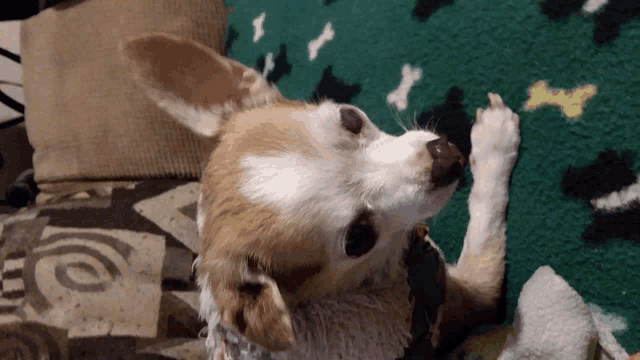 a brown and white dog laying on a blanket with bones on it