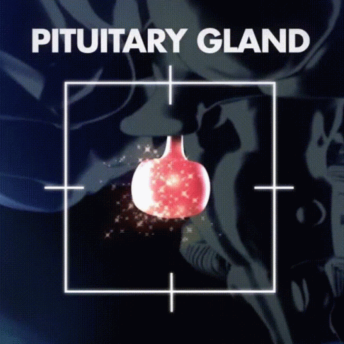 Pituitary Gland Brain GIF - Pituitary Gland Brain GIFs
