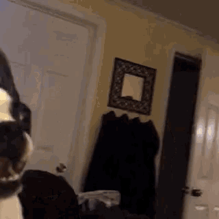 a dog is standing in a room with a mirror on the wall .