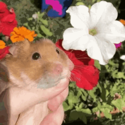 a person is holding a hamster in their hands in front of a bunch of flowers .