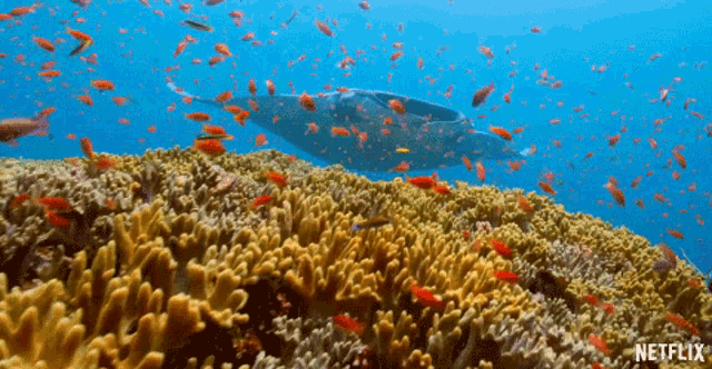 a coral reef with lots of fish and a netflix logo
