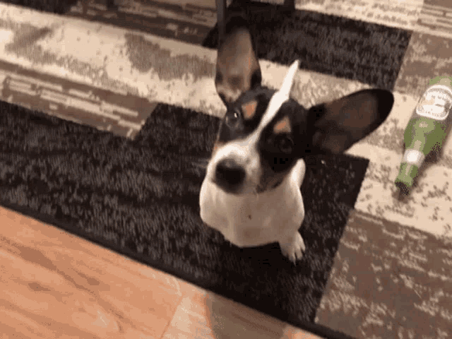a black and white dog is standing on a rug next to a green bottle of beer .