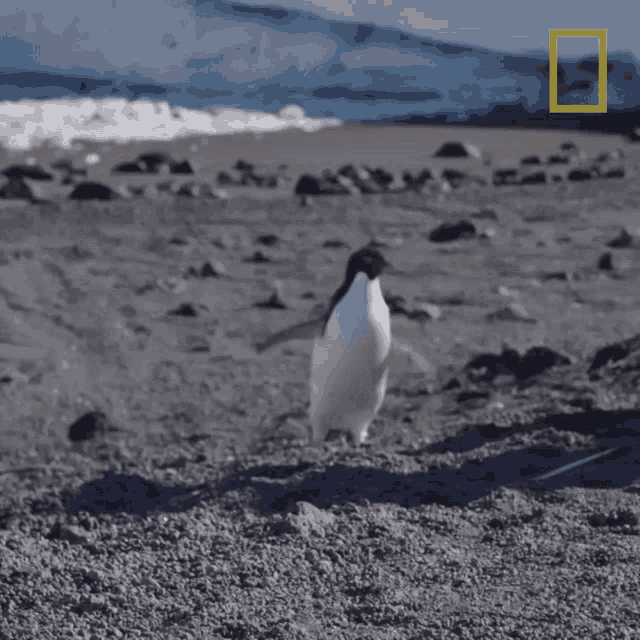 Shaking Head National Geographic GIF - Shaking Head National Geographic All About The Adelie Penguin GIFs