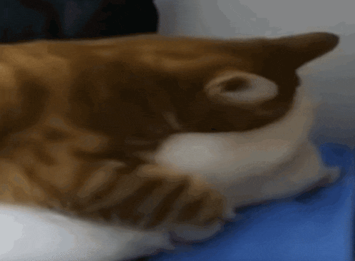 a close up of a cat laying on top of a blue box .