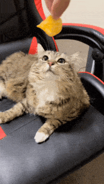 a cat laying on a chair looking up at a person holding a piece of food