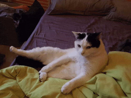 Cat Confused GIF - Cat Confused Lazy GIFs